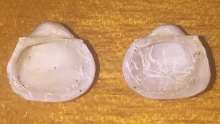 Piccolo bivalve